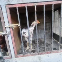 خروس،مرغ و جوجه لاری با قفس|پرنده|رامجین, |دیوار