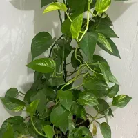 گل پتوس بلند