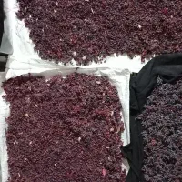 زرشک کوهی|خوردنی و آشامیدنی|شیروان (خراسان), |دیوار