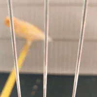 قناری نر مست|پرنده|مرودشت, شهرک مهدیه|دیوار