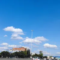 سگ پیدا شده