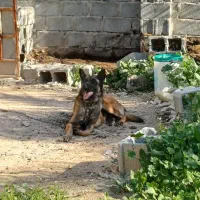 فروش سگ مالینوز نر برای نگهبانی حرف نداره