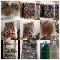 محصولات خانگی ترنج