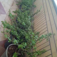 کراسولاوگل ذرتی و دیگر گلها