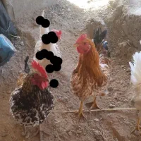 ۲عدد خروس سالم سیاه فروخته شده