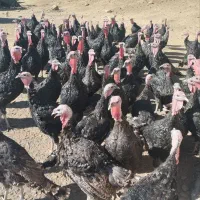 بوقلمون محلی