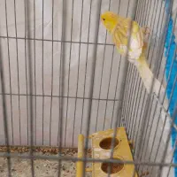 فروش دو عدد قناری