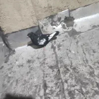 کفتر بهبونی|پرنده|شیراز, جوادیه|دیوار