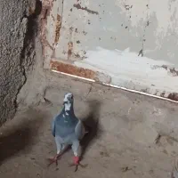 کفتر سبز آلمانی