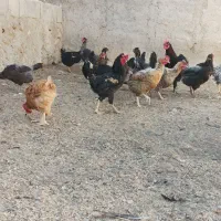 مرغ و خروس محلی