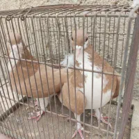 کبوتر نرماده خوش رنگ زرد|پرنده|کازرون, |دیوار