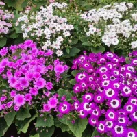 گل سینره|گل و گیاه طبیعی|ساوه, |دیوار