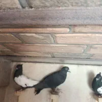 ماده سینه سیاع