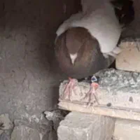 کبوتر سینه|پرنده|تربت جام, میرقوام الدین|دیوار