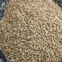 پسته رفسنجان