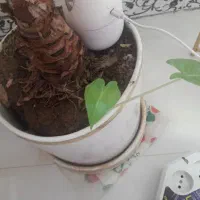 گل بابا آدم|گل و گیاه طبیعی|صحنه, |دیوار