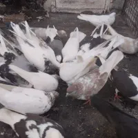 کبوتر از هر نوع