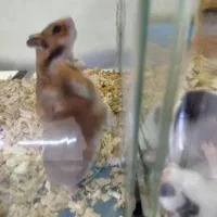 همستر و خوکچه هندی و لوازم