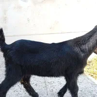 فروش کهره ماده