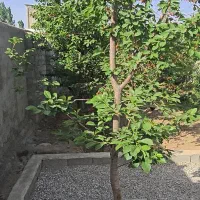 باغچه-اقساطی