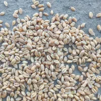 بذرگندم میهن قیمت ۲۸هزارتومان