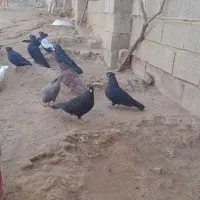 کبوتر|پرنده|کشاورز, |دیوار