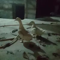 اردک خوشگل یک نر و یک ماده هستن