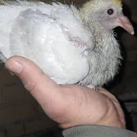 کفتر|پرنده|مرودشت, ژیان|دیوار