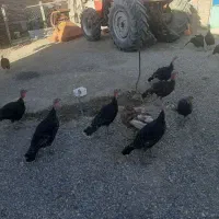 بوقلمون محلی