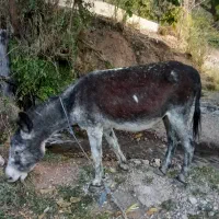 دوتا الاغ بفروش میرسد