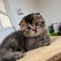 گربه خرسی اسکاتیش