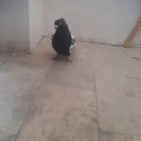 سینه سیاه دم سیاه کاکولی