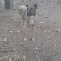 سگ سرابی   نر ۲ ساله