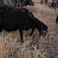 فروش شیشک و توخلو هترو|حیوانات مزرعه|ماهنشان, |دیوار