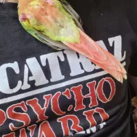 طوطی گرینچیک آنانسی دبل رد با قفس و لوازم کامل|پرنده|نکا, |دیوار