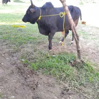 ورزاچالوسی|حیوانات مزرعه|سنگر, |دیوار