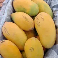 انبه پاکستانی درجه ۱
