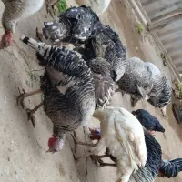 بوقلمون|حیوانات مزرعه|گنبد کاووس, |دیوار