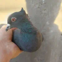 ارزان کفتر|حراج|رفسنجان, |دیوار