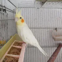 عروس وکوتوله