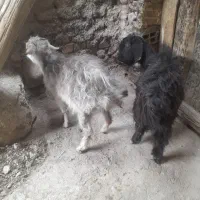 دوعدد بزغاله‌نر‌وماده