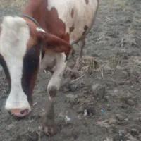 گاو سمینتال با گوساله اش