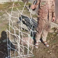 شاخ گوزنی|عمده‌فروشی|اردبیل, |دیوار