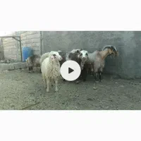 بره