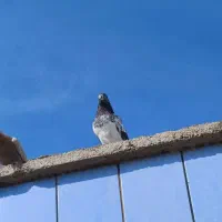 تعدادی کبوتر پرش سنگین