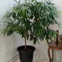 گل آمستر کینگ