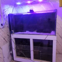 اکواریوم اب شور در حال کار کاملا سالم همراه ماهی