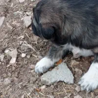 توله سرابی ماده|سگ|کرمانشاه, |دیوار