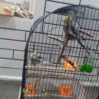 پرنده عروس هلندی