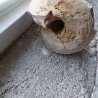 فسیل حلزون|کلکسیون اشیاء عتیقه|زرقان, |دیوار